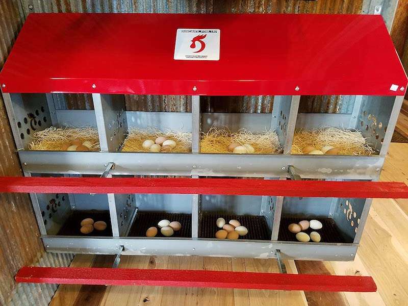 Ultimate Guide to Chicken Nesting Box Size