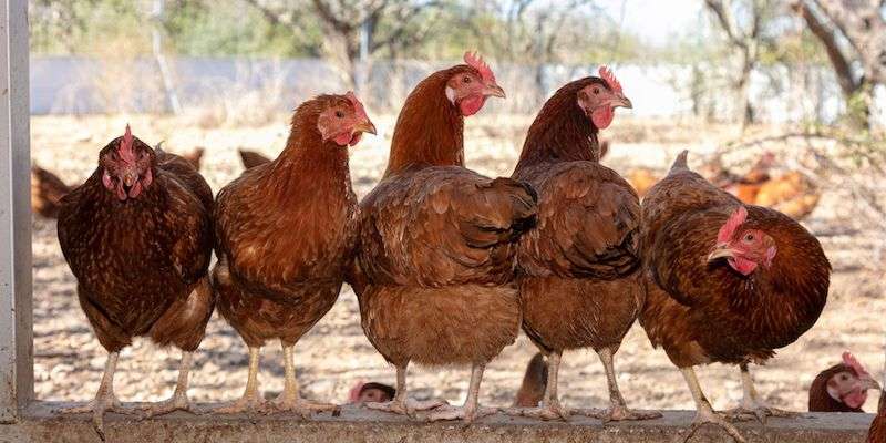 5 brown laying hens standing in a row
